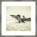 Loons On The Lake Framed Print