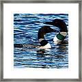 Loons On A New Hampshire Lake Framed Print