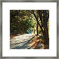 Lost Maples State Park Path 4 Framed Print