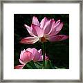 Lotus Beauties--upstaged Dl048 Framed Print
