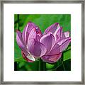 Lotus Beauty--buxom Beauty I Dl0089 Framed Print