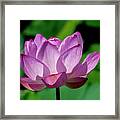 Lotus Beauty--buxom Beauty Ii Dl0090 Framed Print