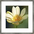 Lotus Beauty Framed Print