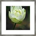 Lotus Blooming Framed Print