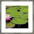 Lotus Blossom Framed Print