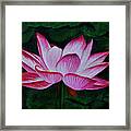 Lotus Blossom Framed Print