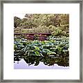 Lotus Bridge Framed Print