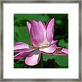 Lotus Bud--almost There Ii Dl0097 Framed Print