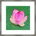 Lotus Bud Framed Print