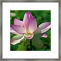 Lotus Bud--getting The Hang Of It Iv Dl0096 Framed Print