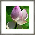 Lotus Bud--showing A Blush Of Pink Ii Dl0092 Framed Print