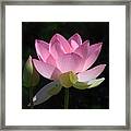 Lotus Bud--snuggle Bud Dl005 Framed Print