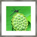 Lotus Capsule And Slaty Skimmer Dragonfly Dl0106 Framed Print