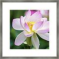 Lotus Framed Print