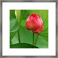 Lotus Flower 2 Framed Print