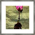 Lotus In Still Water Framed Print