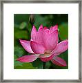 Lotus--shades Of Past And Future Dl029 Framed Print
