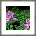 Lotus--sisters Ii Dl0083 Framed Print