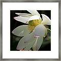 Lotus Under Cover Framed Print