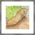 Lounging Leopard Framed Print