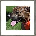 Lovable Pitbull Tired From Plating With Friends Framed Print