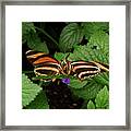 Love - Butterflies Kissing Framed Print