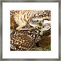 Love Framed Print