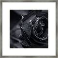 Sweet Love Roses And Water Framed Print