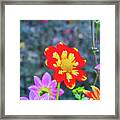 Lovely Dahlia Framed Print