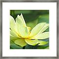 Lovely Lotus Framed Print