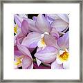 Lovely Orchid Family Framed Print