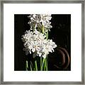 Lovely Paperwhites Framed Print