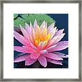 Lovely Pink Water Lily Framed Print