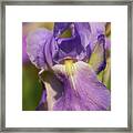 Lovely Purple Iris Framed Print