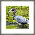 Lunch Framed Print