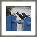 Lunch For Crows Framed Print