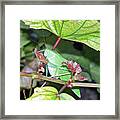 Lunching At The Vine Framed Print