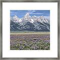 Lupine And Grand Tetons Framed Print