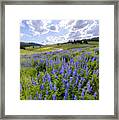 Lupine Pass Framed Print