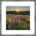 Lupine Sunrise Framed Print