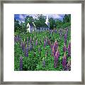 Lupines And Church Sugar Hill Framed Print