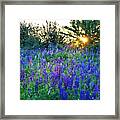 Lupins In The Sunbeam Framed Print