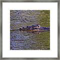 Lurking Alligator Framed Print