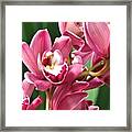 Luscious Orchids Framed Print