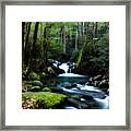 Lush Forest Framed Print