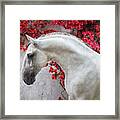 Lusitano Portrait In Red Flowers Framed Print