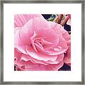 M Shades Of Pink Flowers Collection No. P64 Framed Print