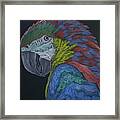 Macaw Framed Print