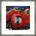 Macaw Parrot Framed Print