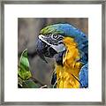 Macaw Portrait Framed Print